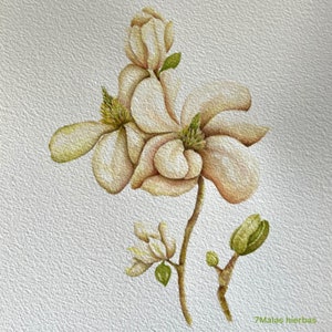 Magnolia, Colección Botánica