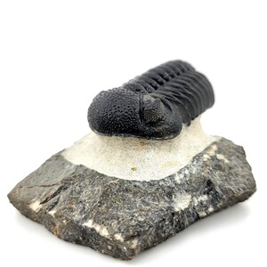 May include: A fossilized trilobite, a prehistoric marine arthropod, is preserved in a dark gray rock. The trilobite is black and has a segmented body.