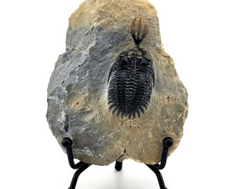 三葉虫 化石 ワリセロプス 三葉虫【Walliserops trifurcatus】【71mm