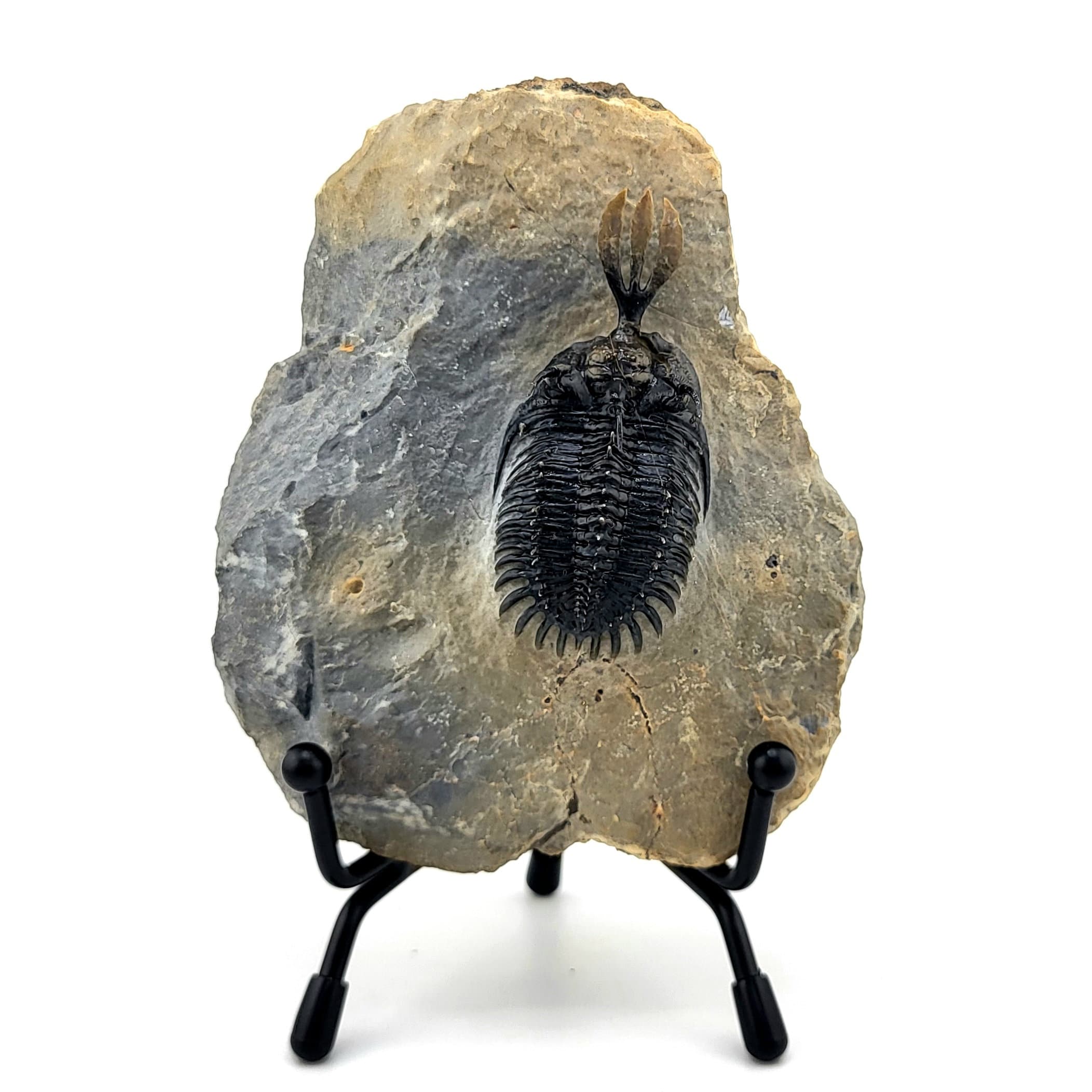 2.3 インチ ワリセロプス三葉虫 (本物の化石) - Etsy 日本