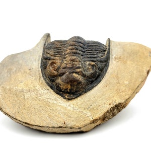3.4&quot; Zlichovaspis Trilobite (Authentic Fossil)