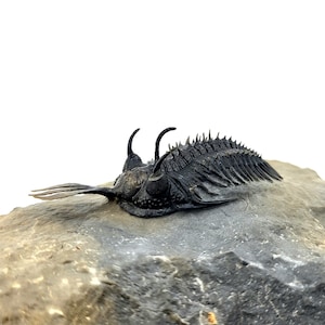 2.3&quot; Walliserops Trilobite (Authentic Fossil)