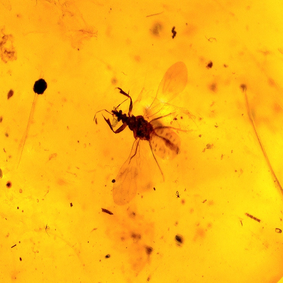 Burmese Amber With Insect Inclusion (authentic Fossil) - Etsy
