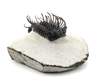 Könnte beinhalten: Ein versteinerter Trilobit, ein prähistorisches Meeres-Gliedertier, das in einem grauen Gestein erhalten ist. Der Trilobit hat einen segmentierten Körper mit stacheligen Anhängen.