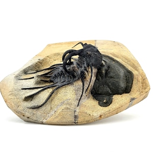 3.4&quot; Dicranurus Trilobite with Zlichovaspis Trilobite (Authentic Fossil)