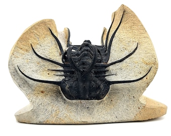 Könnte beinhalten: Ein versteinerter Trilobit, ein prähistorisches Meeres-Gliedertier, das in einem hellbraunen Gestein erhalten ist. Der Trilobit ist schwarz und hat einen segmentierten Körper mit komplizierten Details.