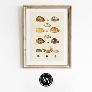 Vintage Sea Shell Art by Johann Gustav Hoch | Coastal Beach Wall Decor | Printable Art | Digital Download