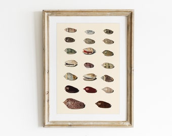 Antique Shells Print | Vintage Tropical Wall Art (Digital Download)