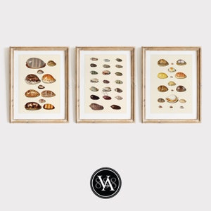 May include: Three framed prints featuring detailed illustrations of various seashells. The shells are depicted in a range of colors, including brown, beige, yellow, and white, against a cream-colored background. The frames are a light wood color.