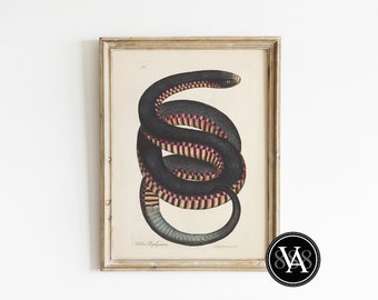 Red Bellied Black Snake 18th Century Scientific Drawing | Dark Academia | Instant Digital Download