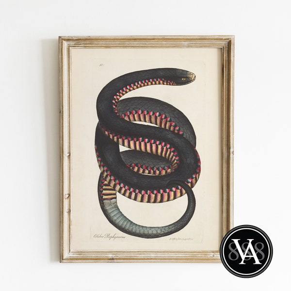 Red Bellied Black Snake 18th Century Scientific Drawing | Dark Academia | Instant Digital Download