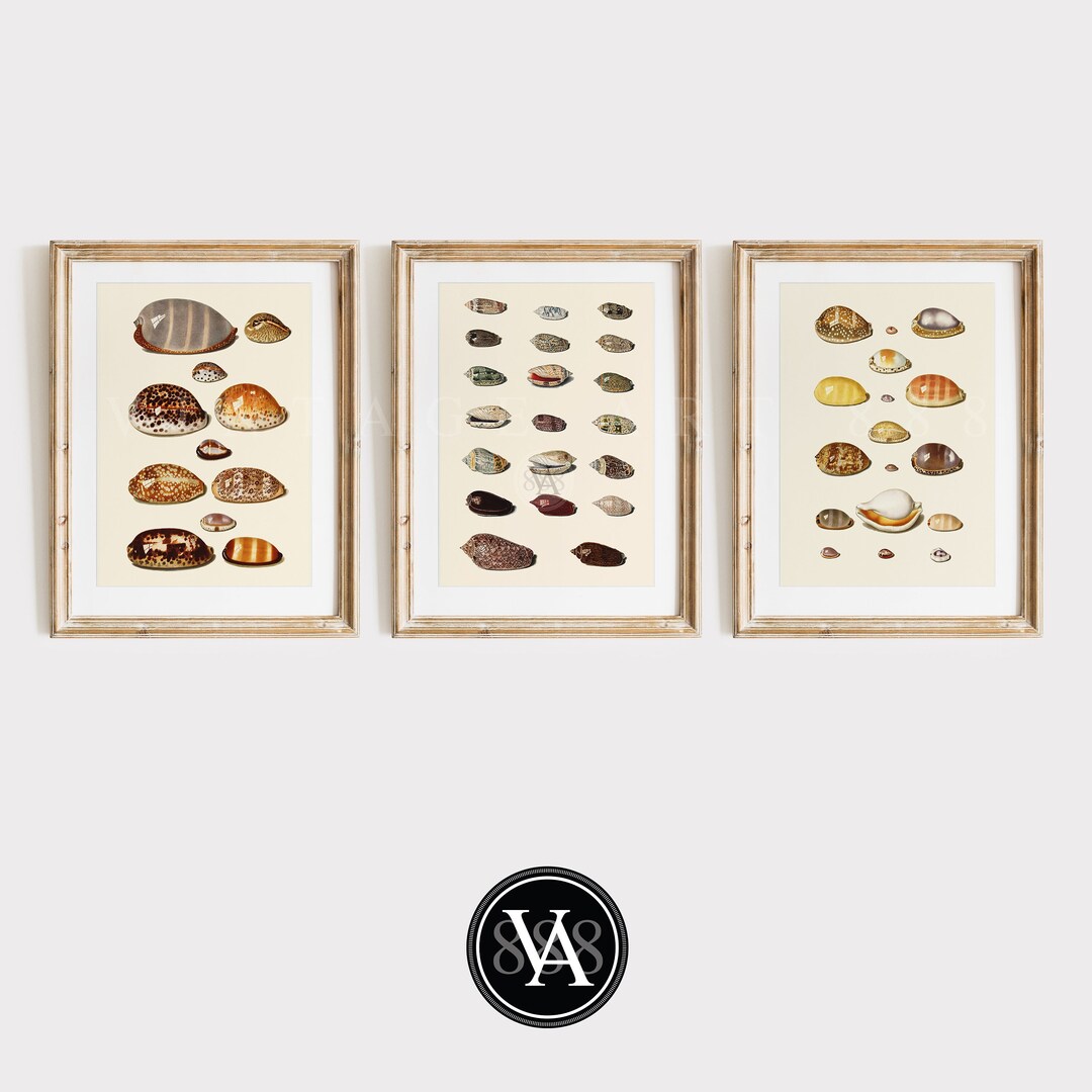 Vintage Hoch Shell Triptych Gallery Art Set Coastal Beach Art Set of ...