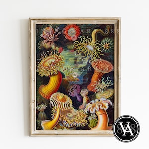 Vintage Ernst Haeckel Actiniae / Sea Anemone 1899 Art Illustration 33&quot;X46&quot; - Instant Digital Download
