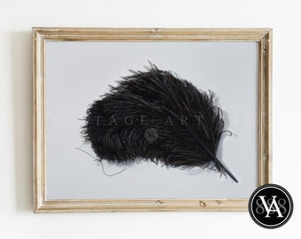 Vintage Black Ostrich Feather Oil Painting - Gothic Dark Academia Art - Instant Digital Art Download