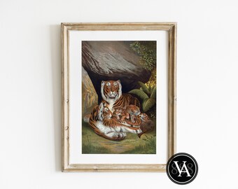 Vintage Tiger Family Relaxing in Jungle Habitat Scientific Illustration 24"X36" - Digital Download