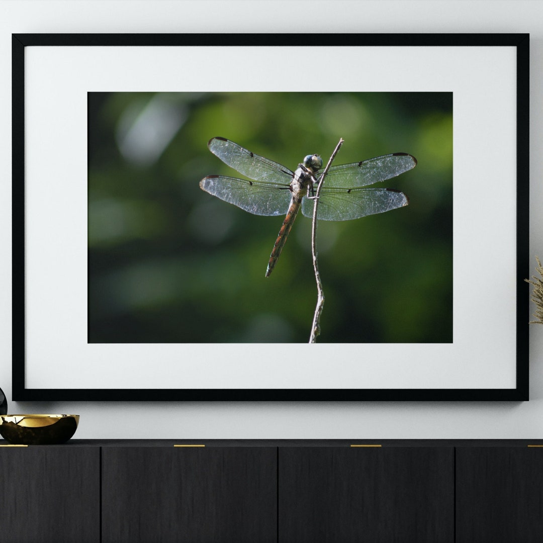 Nature Printable Wall Art Instant Download Digital Photo Print - Etsy