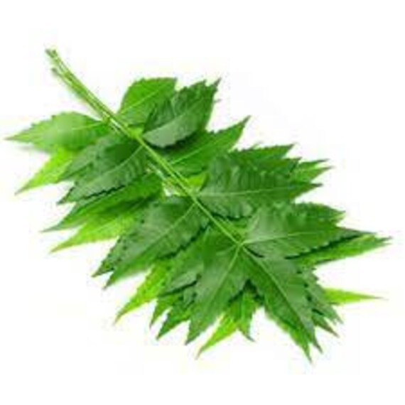 Neem Leaves-neem Patta-azadirachta Indica-raw Herbs-jadi Booti-single Herbs  - Etsy