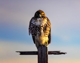Minimalist Bird Wall Art, Red-Tailed Hawk Print, Calm Nature Photography
