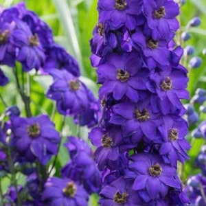 Delphinium Black Knight 55 Seeds+BUY any 2 Get 1 FREE