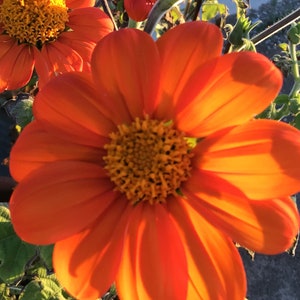 FREE Peach Sunflower with your Mexican Sunflower 30 Seeds+Buy any 2 Get 1 FREE