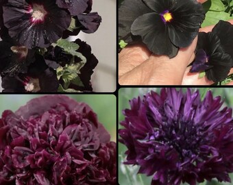 Black Flower Seed Mixture+BUY any 2 get 1 FREE+Return Customer BONUS