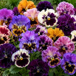 May include: A close-up of a cluster of pansy flowers in various colours. The flowers are a mix of purple, yellow, orange, pink, and white, with ruffled petals and dark centres. The image showcases the diverse colours and textures of the pansy blooms.