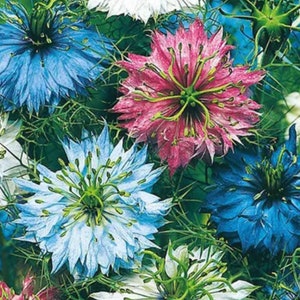 Nigella seeds, Mixed 110 Seeds+Buy any 2 Get 1 FREE+Return Customer Bonus