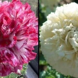 FREE FIELD POPPY 300 Mix with your Poppy Antique Flemish & White 350 Seeds
