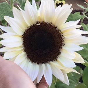 Sunflower Procut White Nite Seeds+FREE Crimson Peach Sunflowers