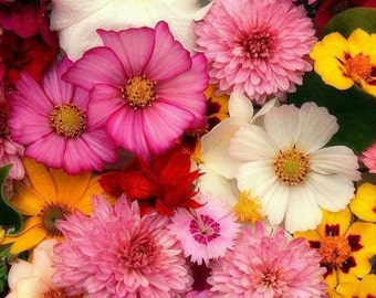 Cottage Flower Mix, flowers all year round 300+Return Customer Bonus