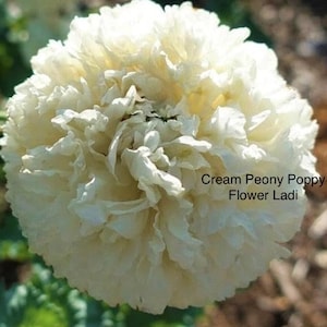 1000 Poppy Double Cream Giants seeds plus FREE SEED offer