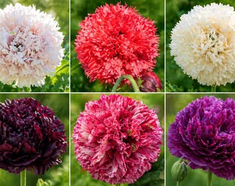 Giant Poppy 1000 Giant Mixed Pack+Buy 2 Get 1 FREE MARIGOLD