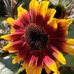 FREE Dwarf Sunflowers with Solar Eclipse Sunflower+20 Seeds+New Variety