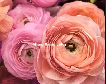 以下が含まれることがあります： ソフトピンク、ピーチ、コーラルの色合いの重なり合ったラナンキュラスの花の集まり。花びらは密集して丸みを帯びており、ふっくらとしたフリルのような外観を作り出しています。花のアレンジメントの中央に「Mixed Ranunculus」というテキストが配置されています。