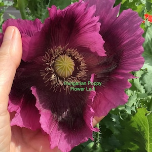 2 FOR 1 500 Hungarian Poppy Seeds+Return Customer Bonus