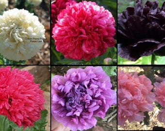 Giant Poppy 1000 Giant Mixed Pack+Buy 2 Get 1 FREE MARIGOLD