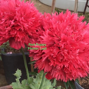 Red Poppy Seeds+300 PLUS FREE Pandora Seeds.. See listing