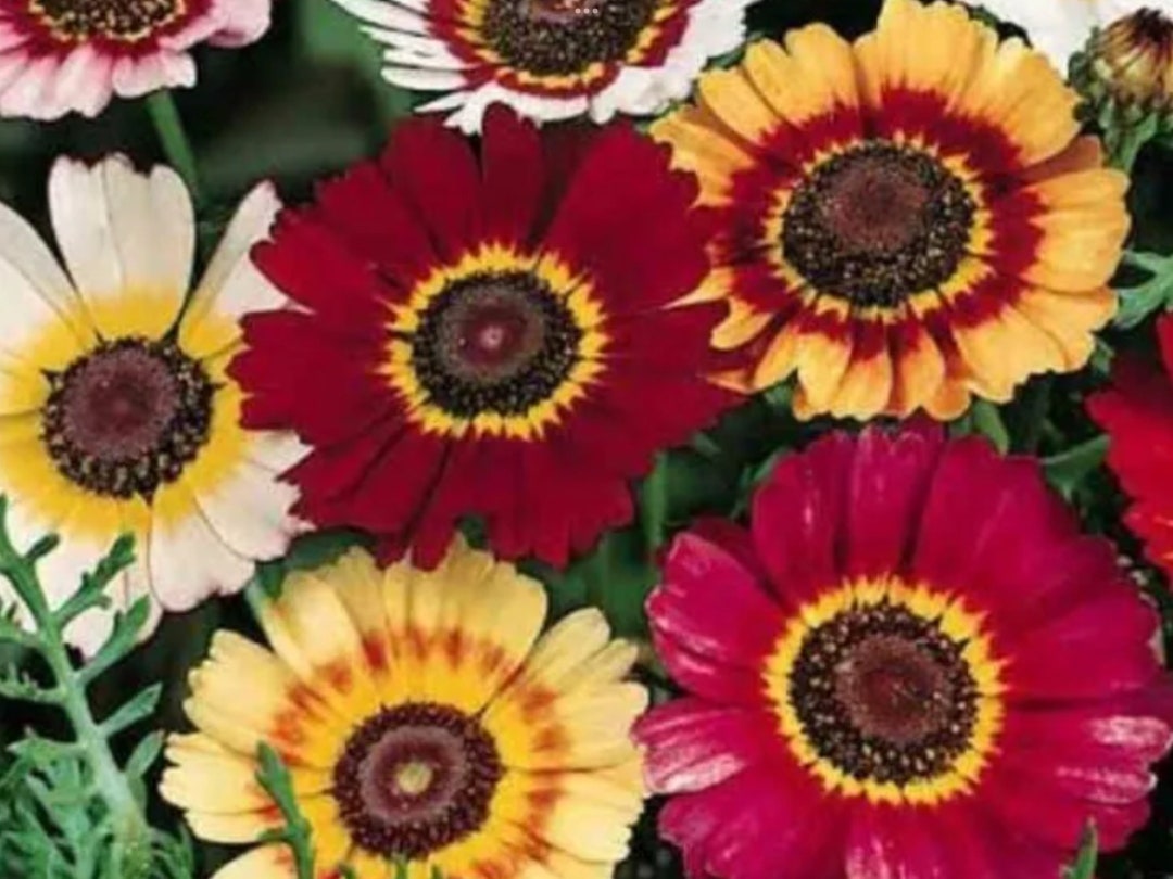Chrysanthemum Rainbow Mix100 Seedsfree SEED Offerfree Etsy Australia