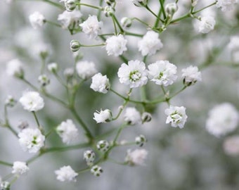 White Baby’s Breath, 300+ seeds FREE SEED Offer+Return Customer Bonus