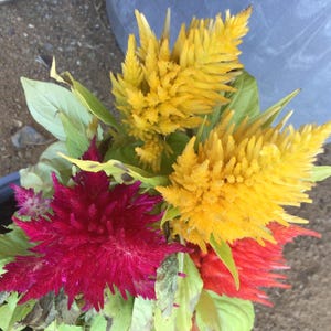 Celosia Lilliput 150 Seed+Big Pack+FREE Celosia Dwarf