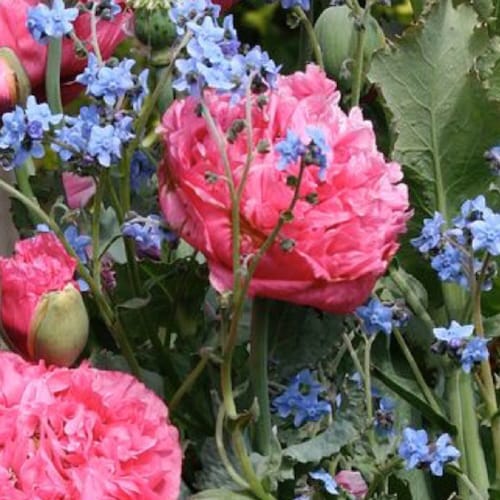 Peony Poppy Pink Giants+Forget Me Nots+300 Seeds+FREE SEED Offer+FREE Garden Tag