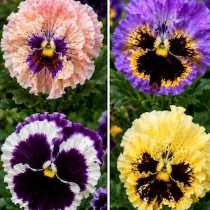 May include: Four colourful pansy flowers in pink, purple, white, and yellow. Each flower displays a unique pattern with dark centres and ruffled petals. The flowers are set against a backdrop of green foliage.