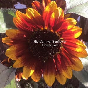 Sunflower Dwarf Pot Rio Carnival.. STUNNING.. Free Dwarf Sunflower Seeds