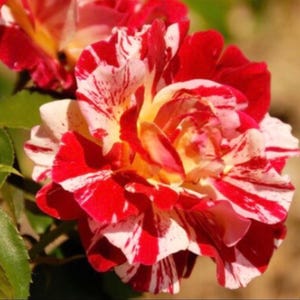 BUY 1 Get 1 FREE+George Burns Rose 30 seeds+FREE Seed Offer+Return Bonuses
