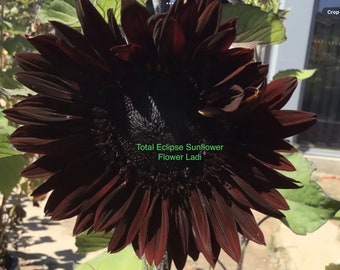 RARE Total Eclipse Black Sunflower+20 Seeds+Return Customer Bonus