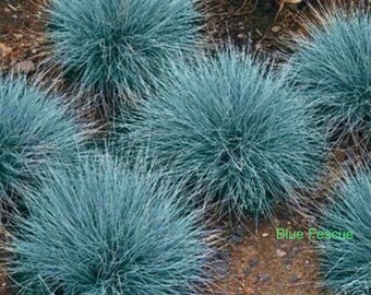 Festuca Glauca Blue Select.. Stunning Native 100 Seeds+FREE SEED Offer+Free Garden Tag