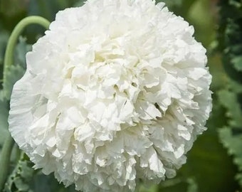 Peony Poppy, Double Cream Giants 200 seeds plus FREE SEED offer+FREE Garden Tag