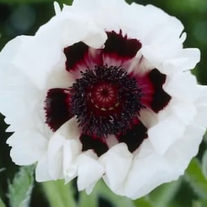 FREE Poppy Seeds with your 1000 Seeds+ Oriental Poppy Seeds