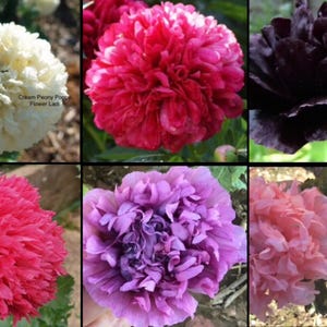 BUY 1 Get 1 FREE+Peony Poppy 350 Seeds Giant Mix+Free Seed Offer+Return Customer Bonus