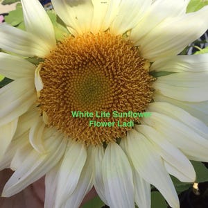 Sunflower Procut White Lite+20 Seeds+New Variety+FREE Seed Offer